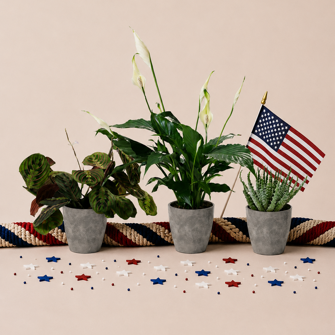 Red, White, & Blue Trio