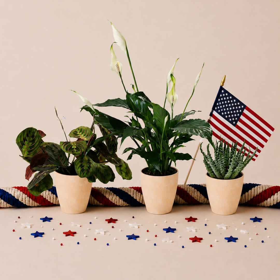 Red, White, & Blue Trio