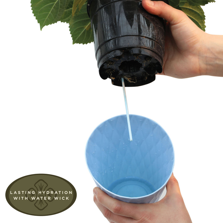 Self-watering hydrangea pot system with water wick technology demonstrating lasting hydration feature for consistent moisture, ideal for easy plant care.