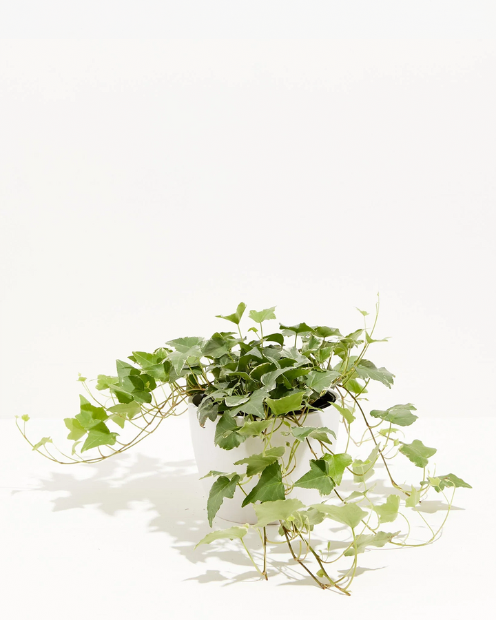 English Ivy Glacier