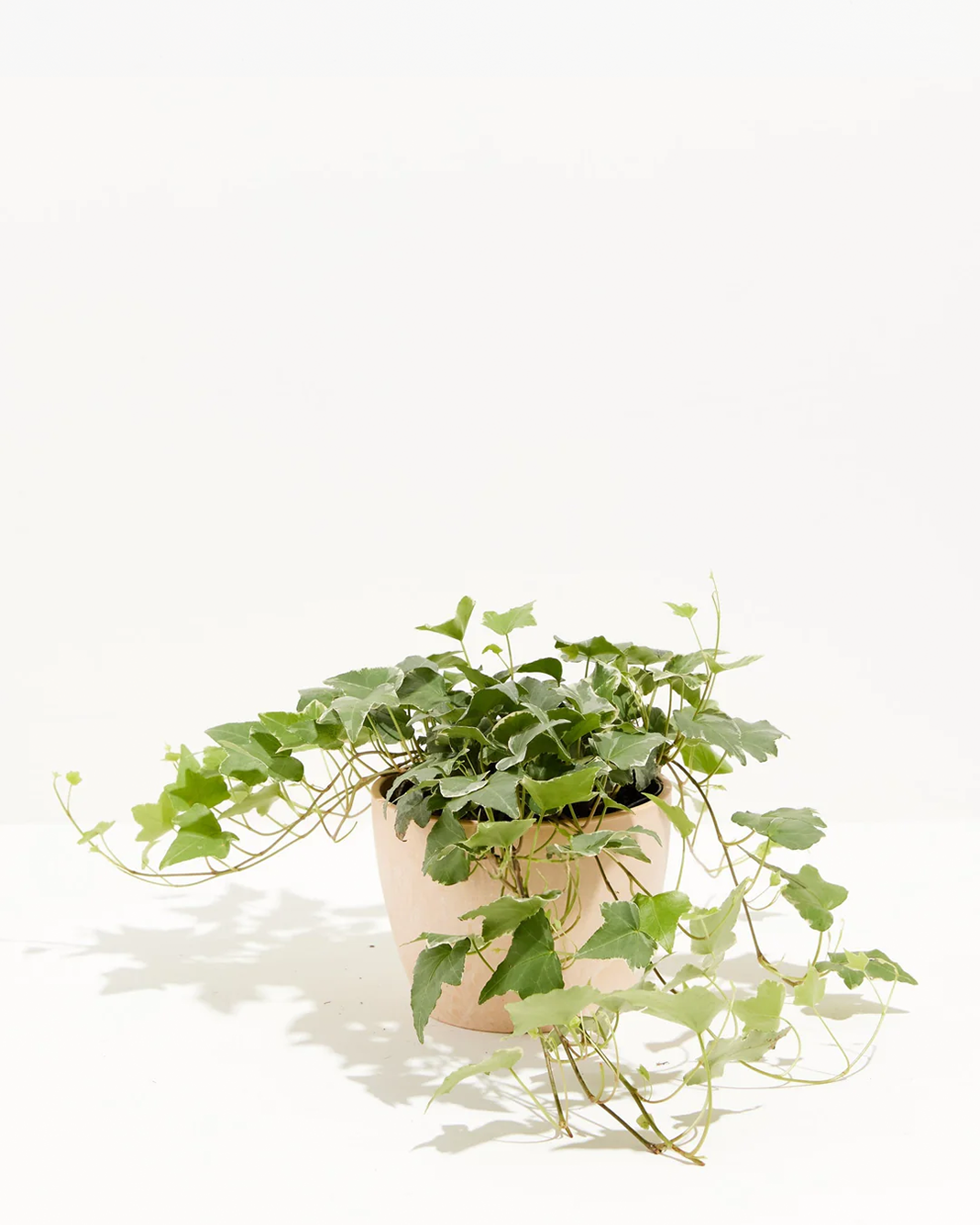 English Ivy Glacier
