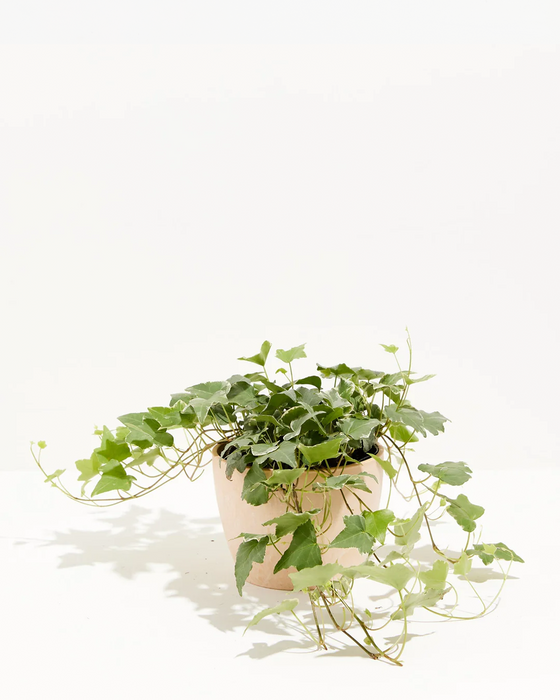 Glacier Ivy