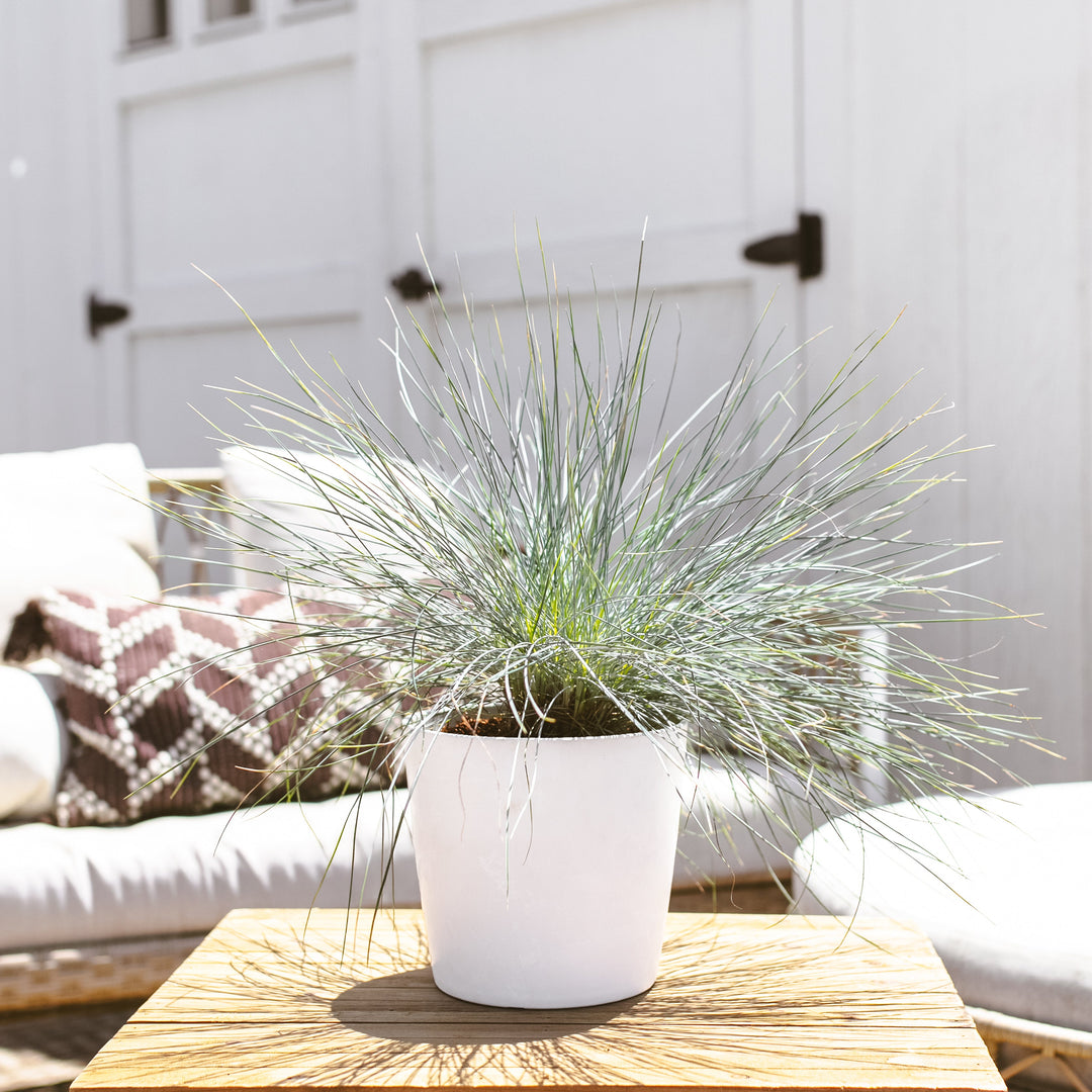 Elijah Blue Fescue