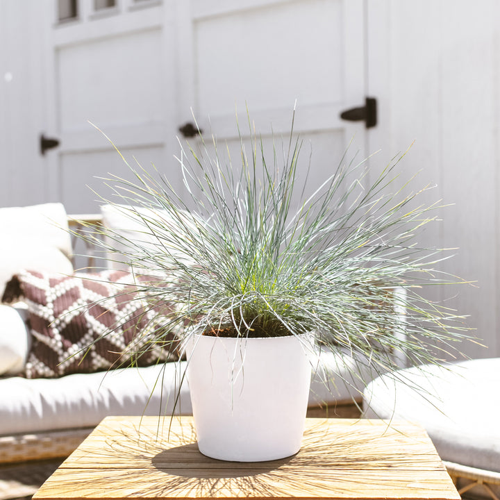 Elijah Blue Fescue