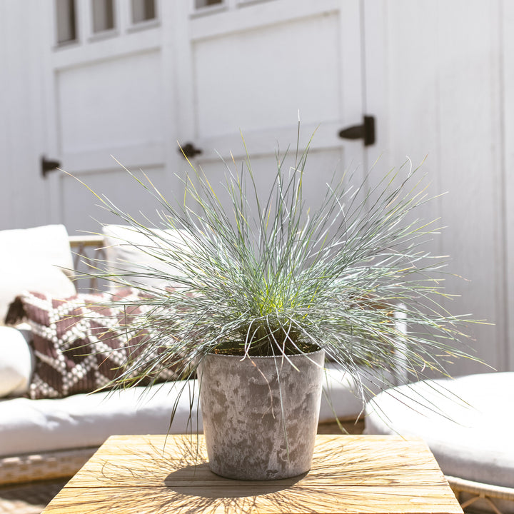 Elijah Blue Fescue