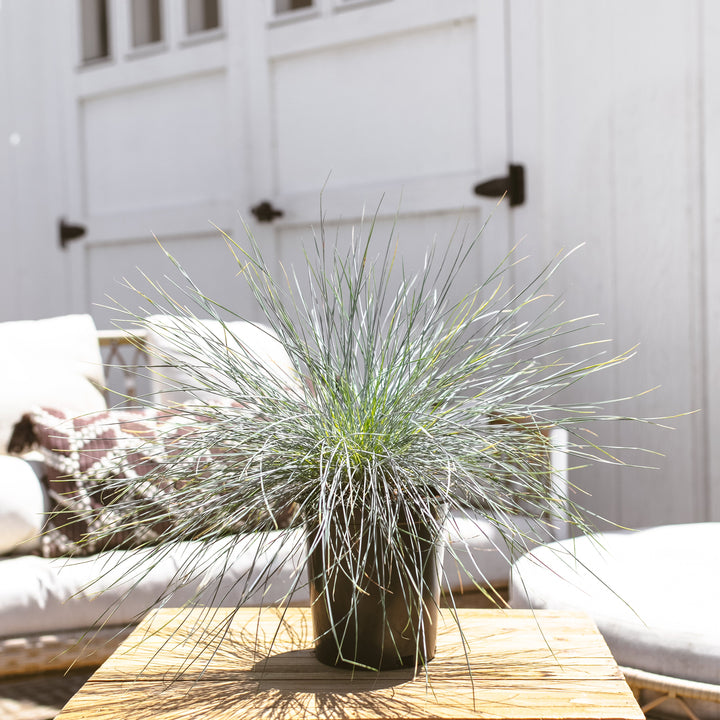 Elijah Blue Fescue
