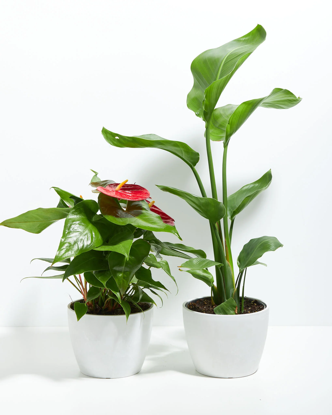 Pairing a red-blooming Anthurium with a tall, tropical Bird of Paradise, the Birds of a Feather Duo brings bold color and height together in matching coco pots.
