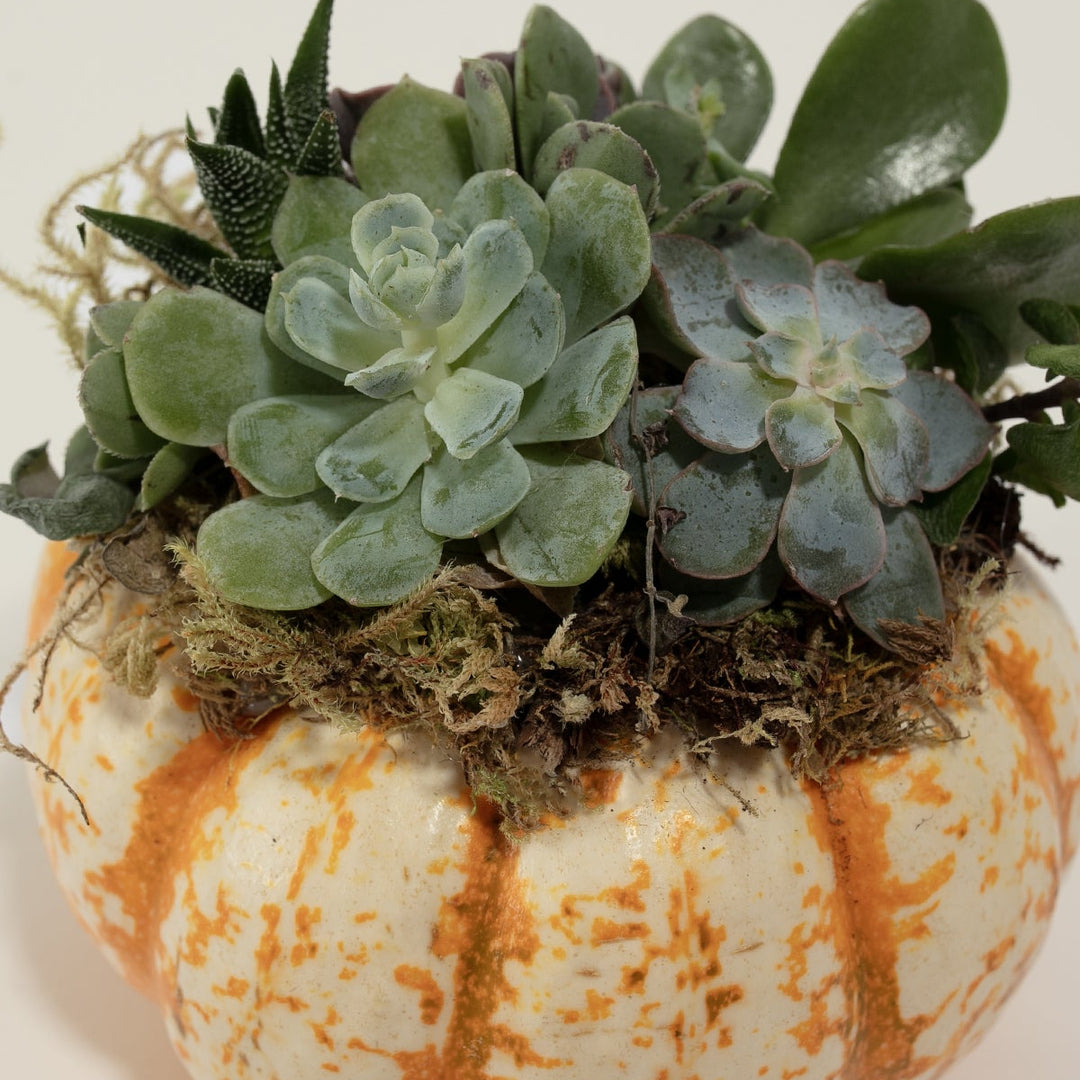 Mini Pumpkin Succulent Garden