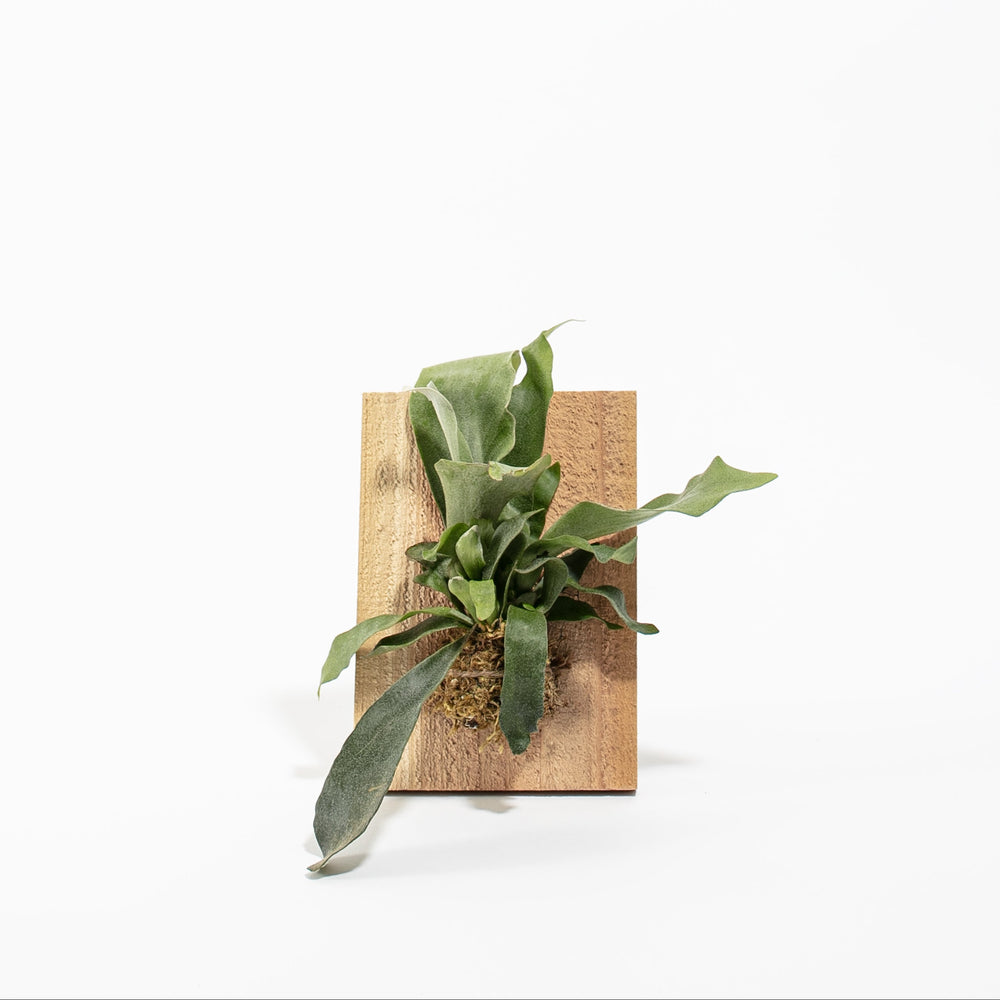 Staghorn Fern Mounted on Wood