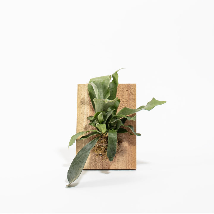 Staghorn Fern Mounted on Wood
