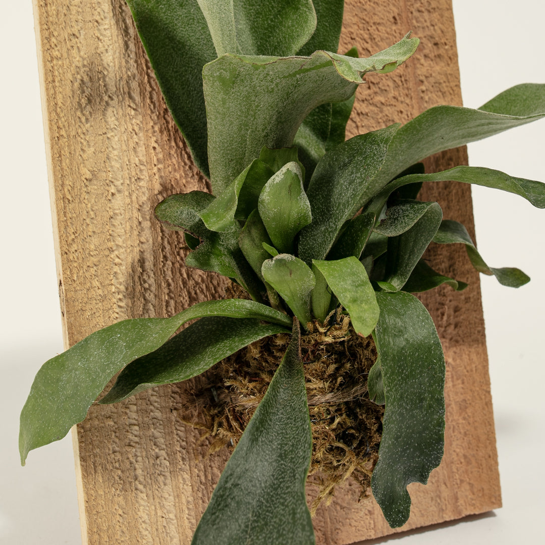 Staghorn Fern Mounted on Wood