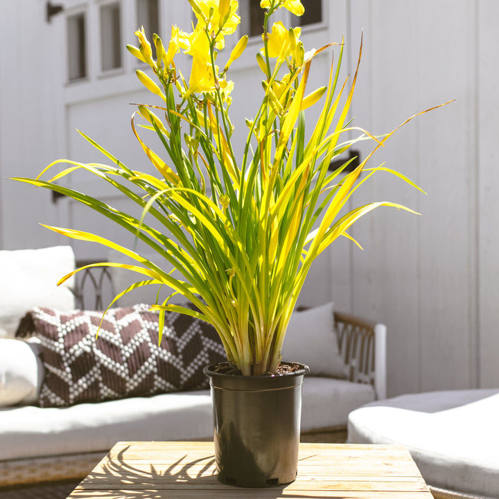 Happy Returns Daylily