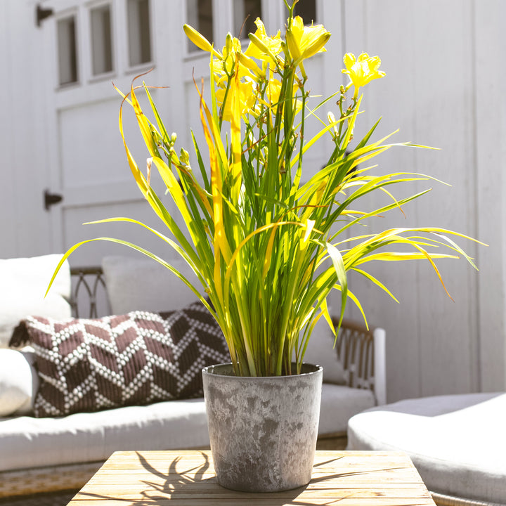 Happy Returns Daylily