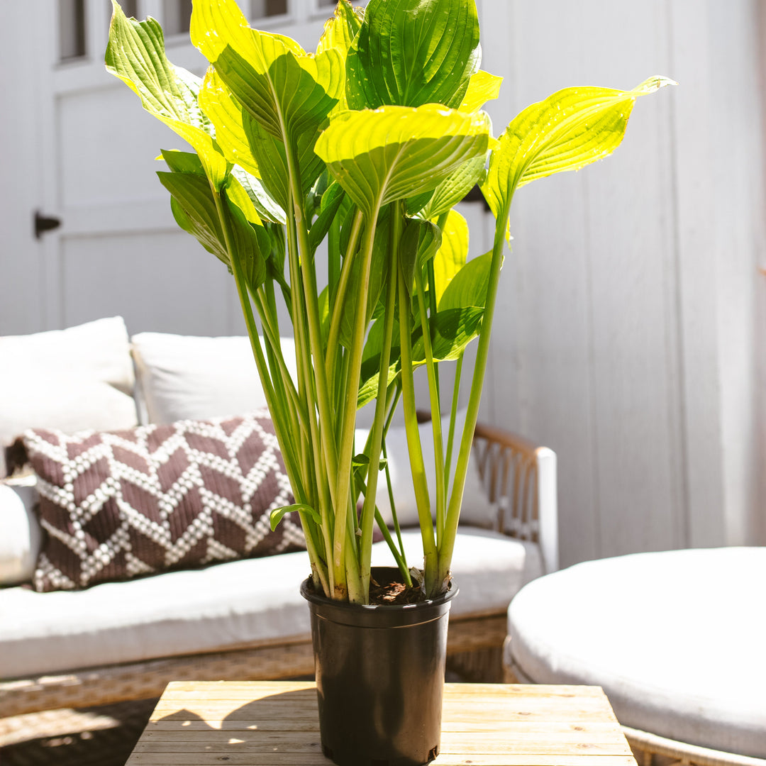 Royal Standard Hosta