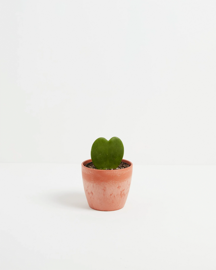 Small Hoya Heart Plant (Hoya kerrii) in a round terracotta pink eco pot with a single glossy heart-shaped green leaf in perlite-mixed soil on a white background