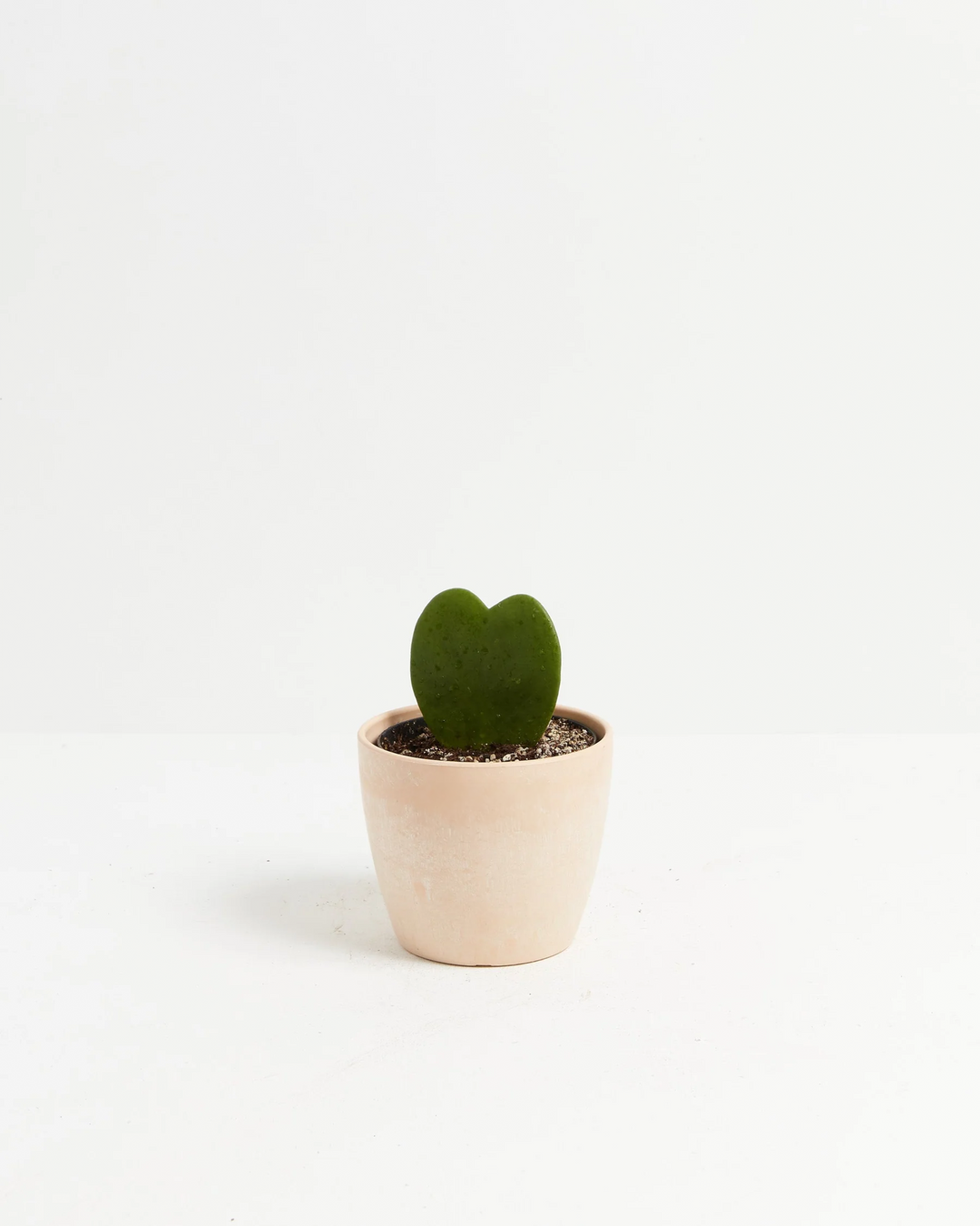 Small Hoya Heart Plant (Hoya kerrii) in a round matte cream eco pot with a single glossy heart-shaped green leaf in perlite-mixed soil on a white background