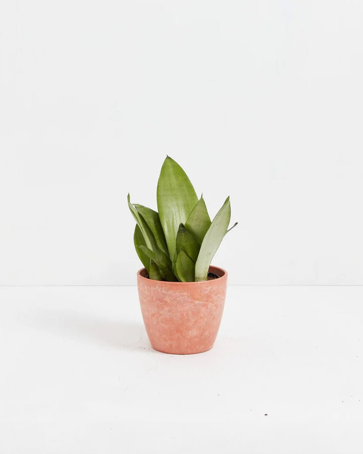 Sansevieria Moonshine