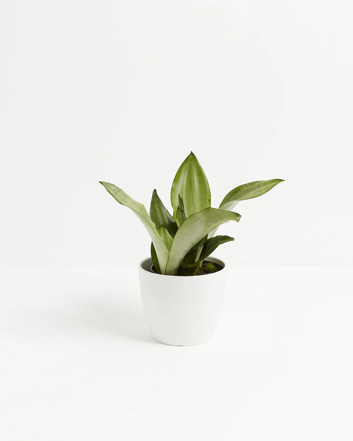 Sansevieria Moonshine