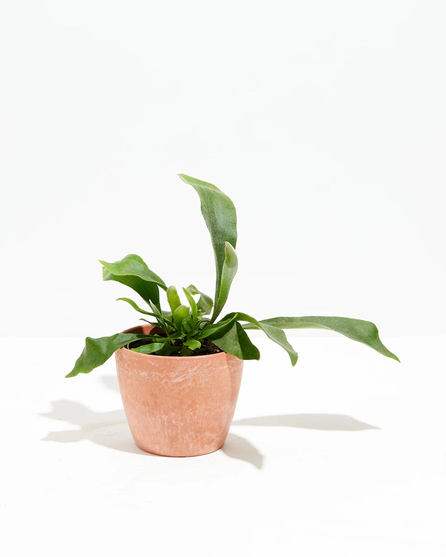 Staghorn Fern in a terracotta marbled ceramic pot with antler-shaped green fronds against a white background