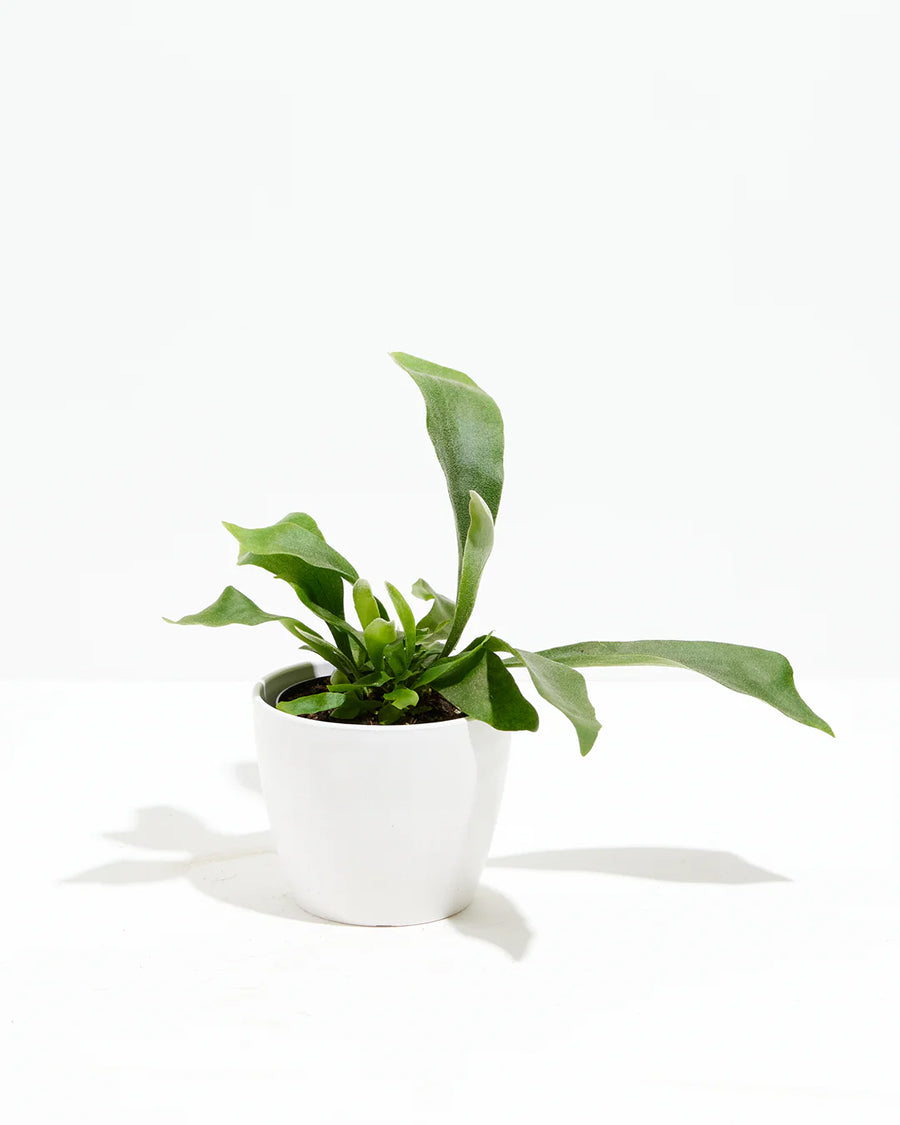 Staghorn Fern in a white ceramic pot with antler-shaped green fronds spreading outward against a white background