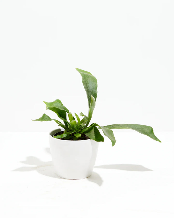 Staghorn Fern in a white ceramic pot with antler-shaped green fronds spreading outward against a white background