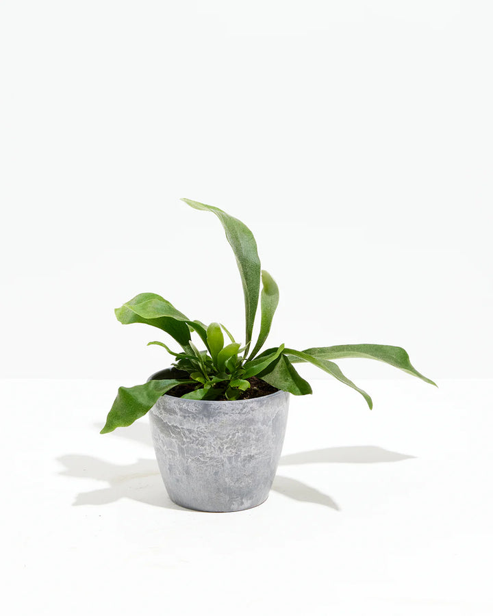Staghorn Fern in a gray marbled ceramic pot with upright and spreading antler-shaped green fronds against a white background