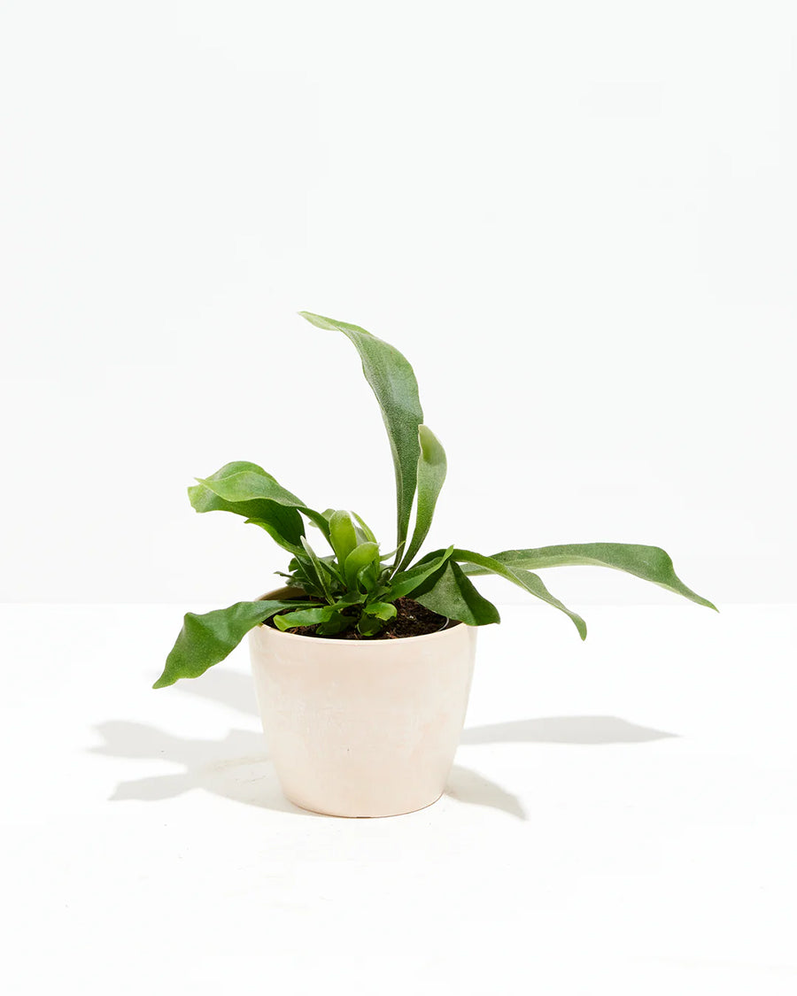 Staghorn Fern in a blush pink ceramic pot with upright antler-shaped green fronds against a white background