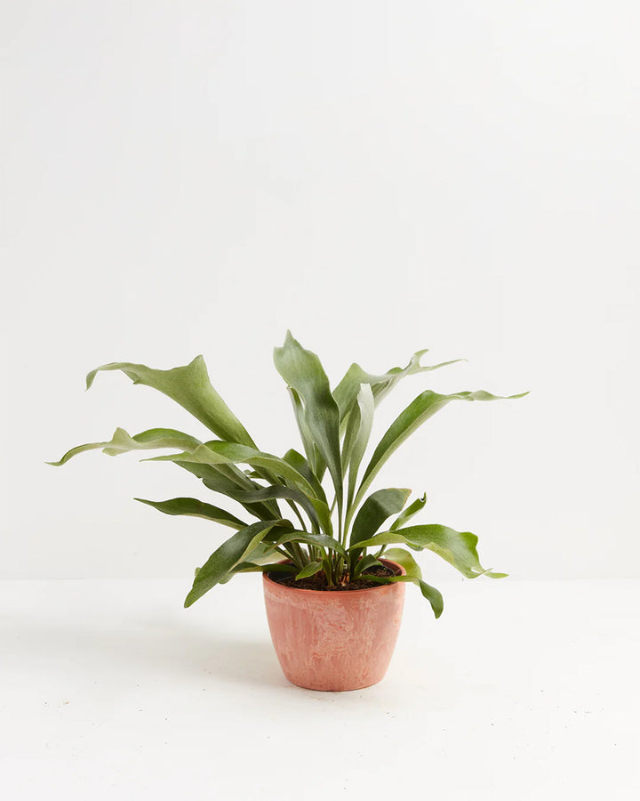 Staghorn Fern in a terracotta marbled ceramic pot with broad antler-shaped green fronds against a white background