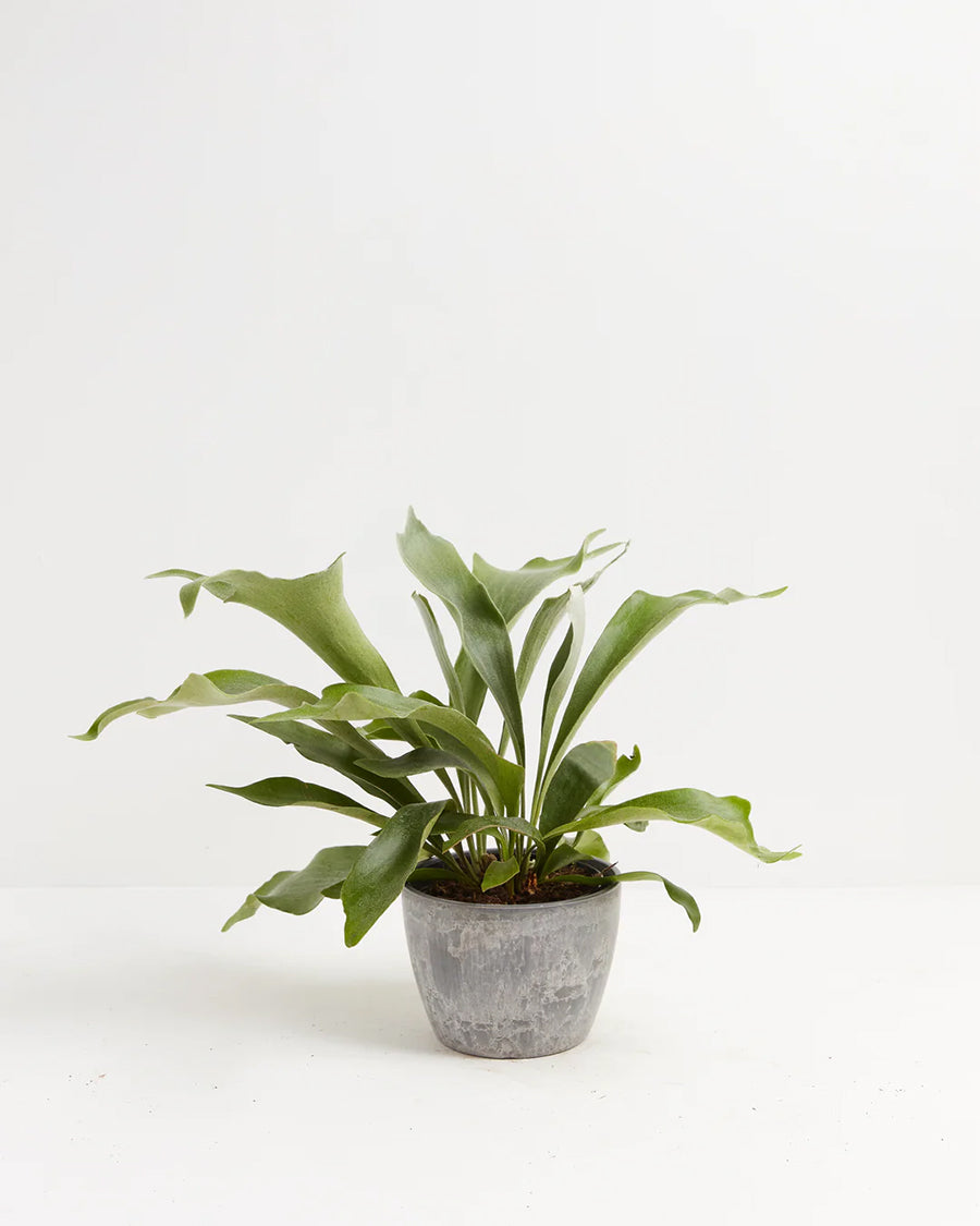 Staghorn Fern