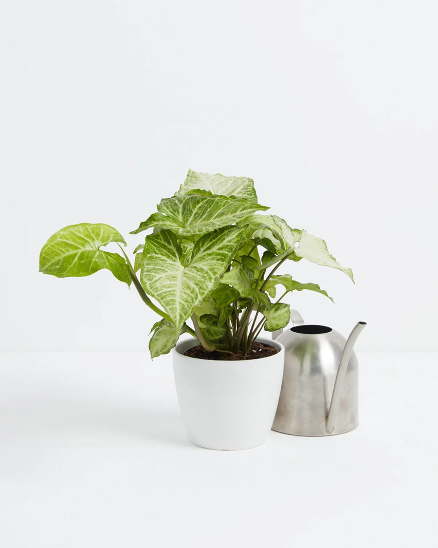 Syngonium White Butterfly