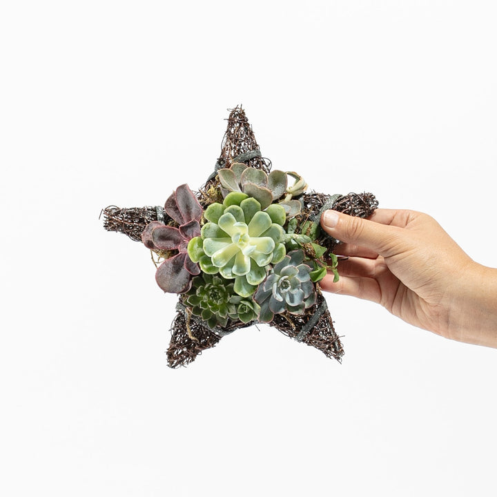 8" Live Succulent Star Ornament
