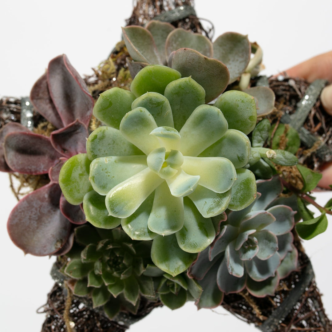8" Live Succulent Star Ornament