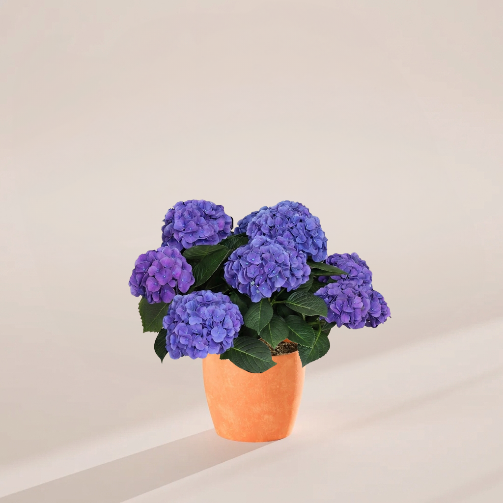 Blue Heritage Hydrangea with abundant violet-blue mophead blooms in a rustic terracotta pot against a warm neutral background