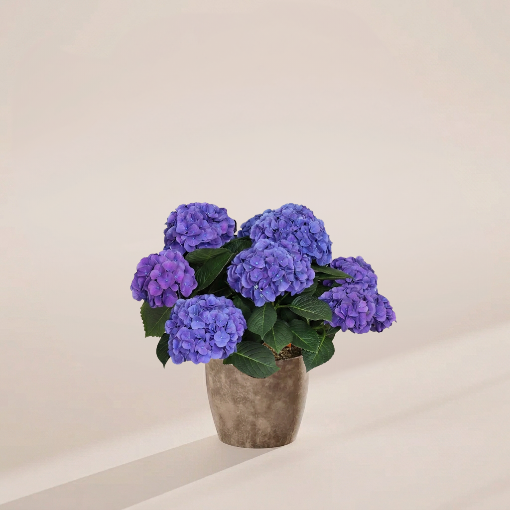 Blue Heritage Hydrangea with rich indigo and violet blooms potted in a weathered grey stone-look planter on a warm neutral background