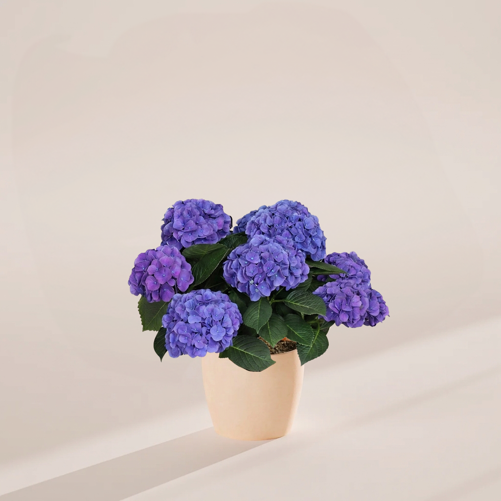 Blue Heritage Hydrangea with clusters of blue and purple blooms in a soft blush pink ceramic pot on a warm beige background