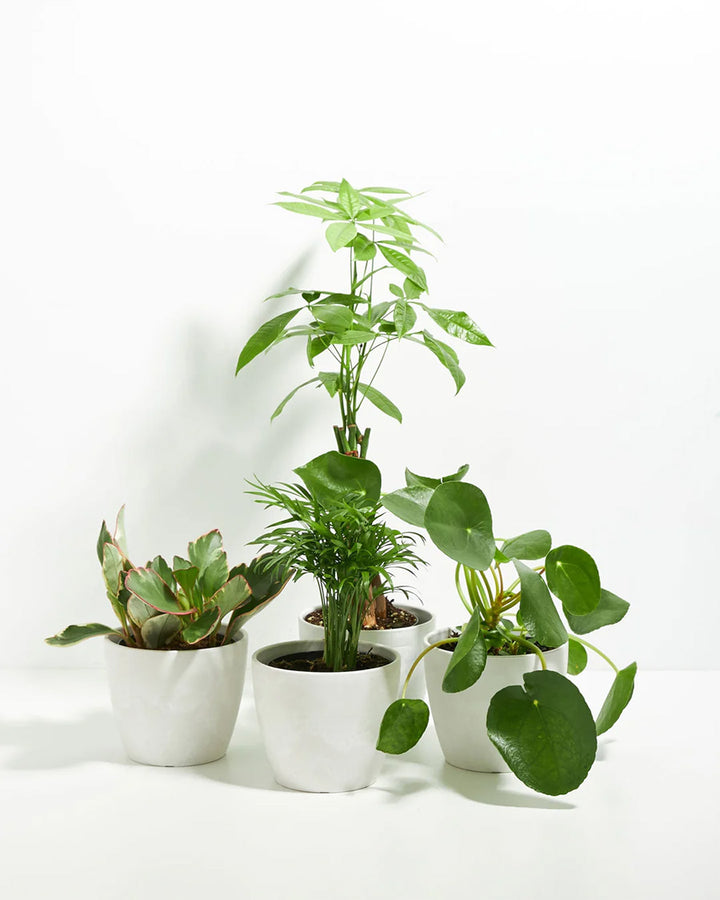 Perfectly Sized Pet-Friendly Assortment with Money Tree, Parlor Palm, Peperomia, and Pilea in modern white ceramic eco pots on white background