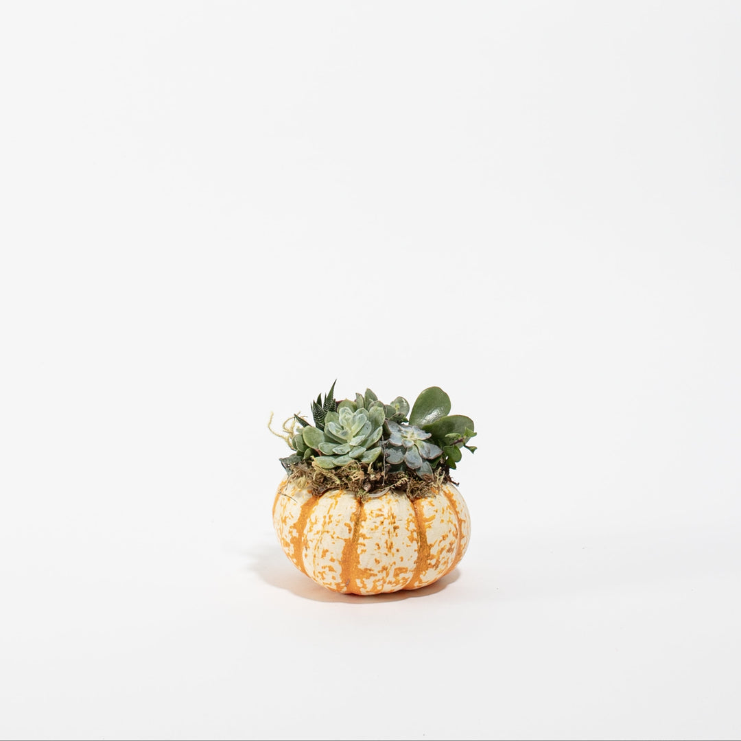 Mini Pumpkin Succulent Garden