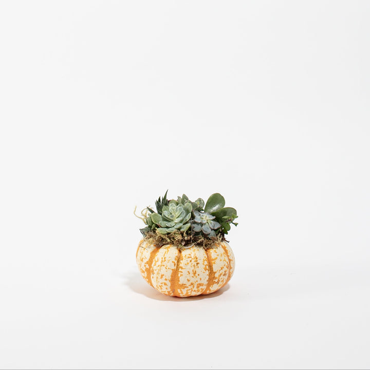 Mini Pumpkin Succulent Garden