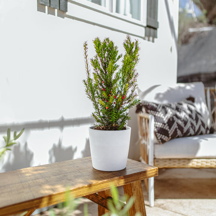 Japanese Yew in clean white ceramic pot displayed on outdoor furniture, upright evergreen shrub with dense needle-like foliage and vibrant red fruit, low-maintenance container plant for year-round garden decor.