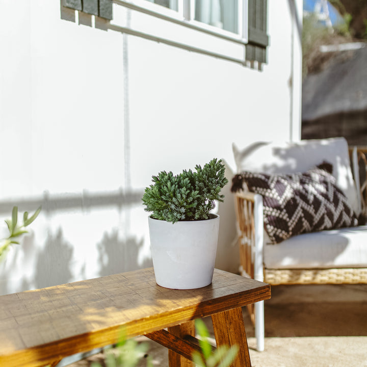 Blue Star Juniper in clean white ceramic pot displayed on sunny patio, low-maintenance evergreen shrub for year-round outdoor plant decor and landscaping.