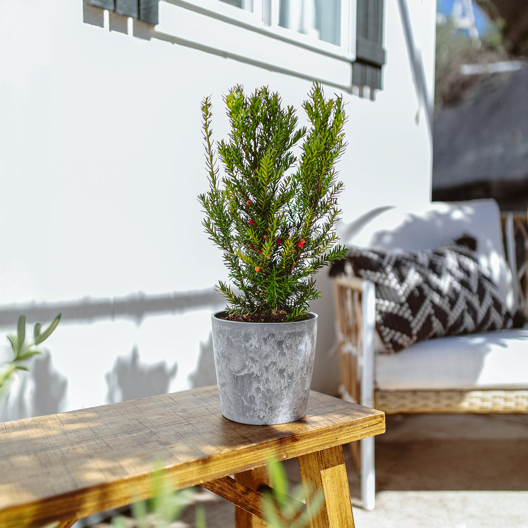 Dark Green Spreader Yew in modern grey concrete-textured pot styled on wooden patio table, narrow columnar conifer with decorative red berries, ornamental evergreen shrub for landscaping.