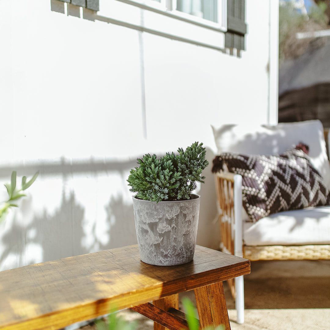 Blue Star Juniper in modern grey concrete-textured pot styled on wooden patio table, dwarf conifer shrub perfect for contemporary outdoor container gardens.