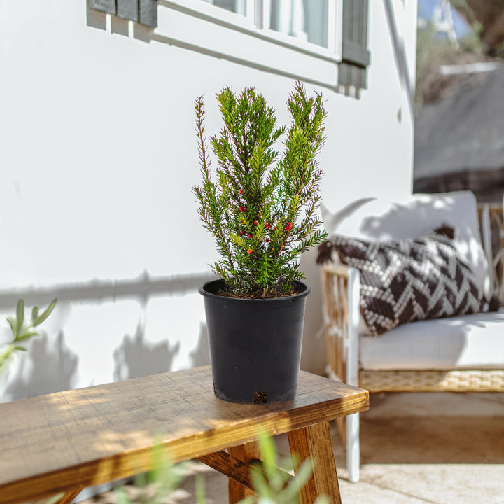 Japanese Yew 'Dark Green Spreader' (Taxus x media) with fine needle foliage and red berry accents in black commercial grower pot, compact evergreen shrub ideal for patio container gardens.