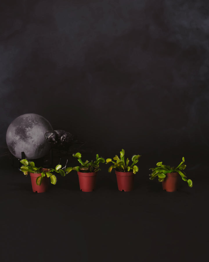 Venus Fly Trap 4-Pack
