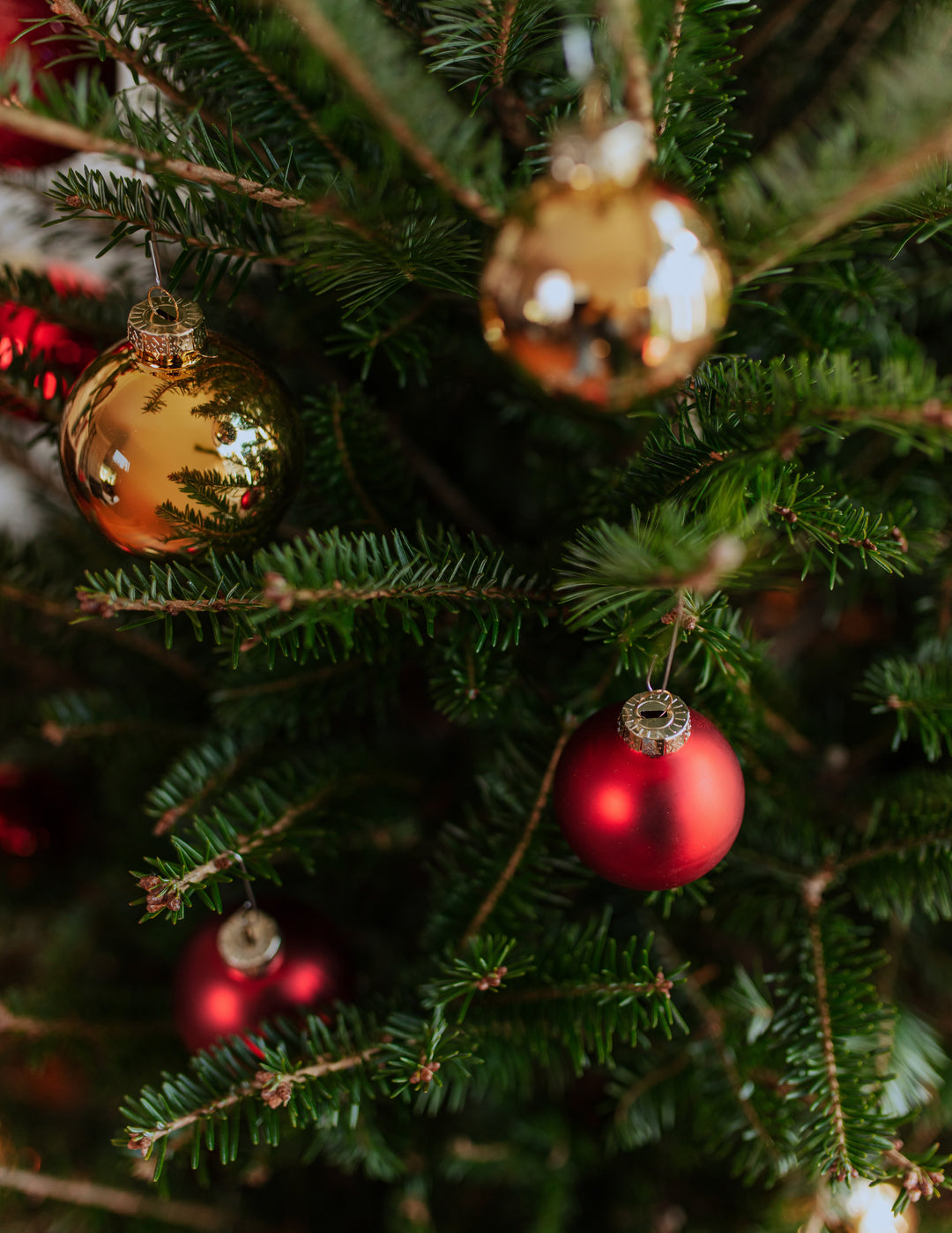 3ft Balsam Fir Christmas Tree