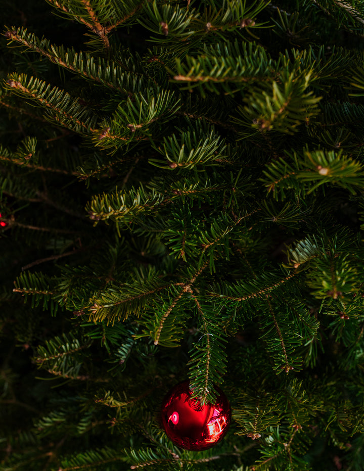 7ft Balsam Fir Christmas Tree