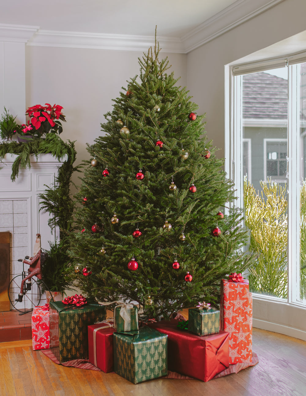 7ft Balsam Fir Christmas Tree