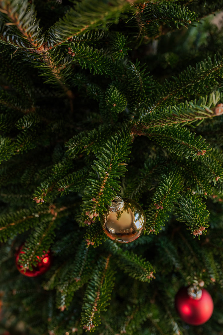6ft Fraser Fir Christmas Tree