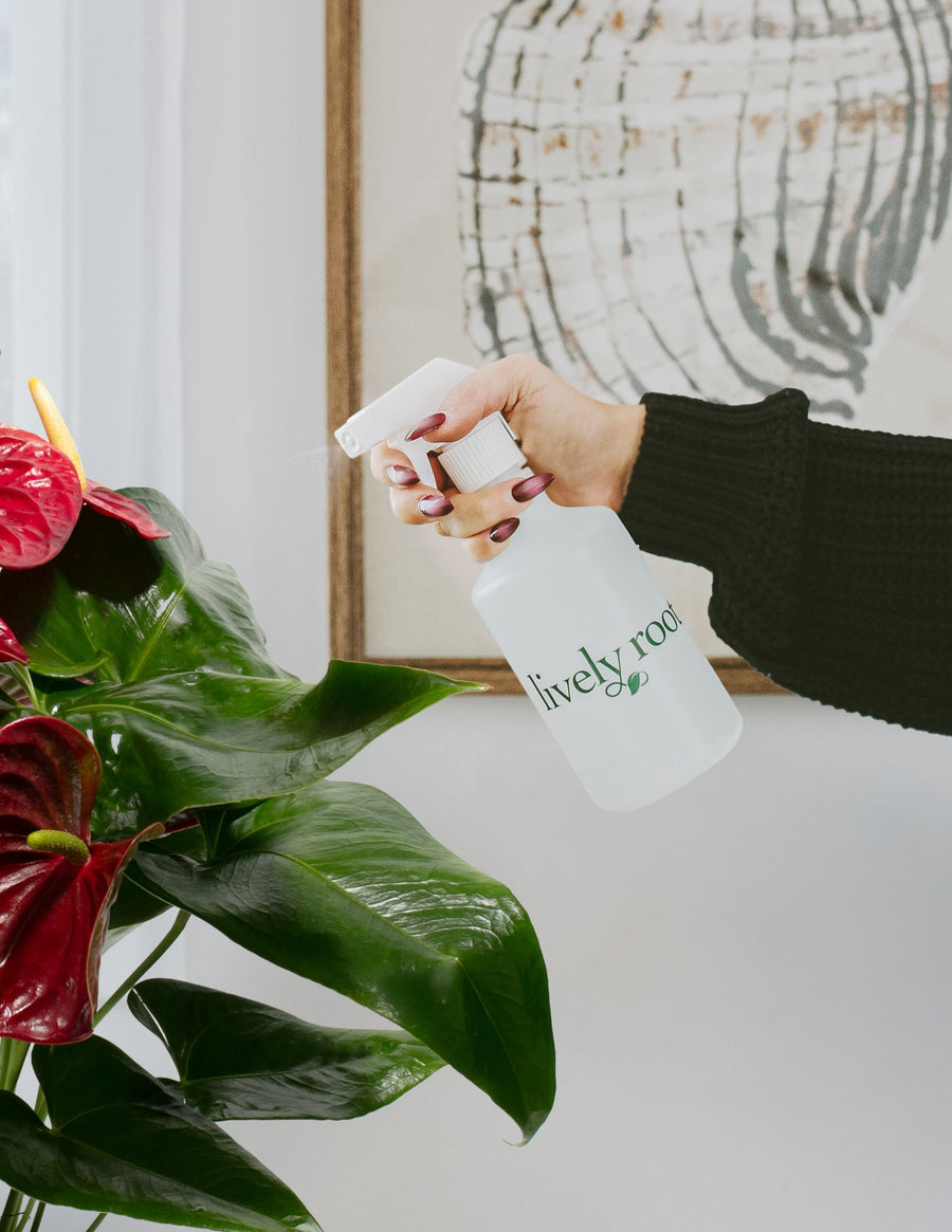 Lively Root plant spray bottle held near vibrant red anthurium flamingo flowers with glossy heart-shaped leaves, ideal for misting tropical houseplants and maintaining humidity for indoor plant care.