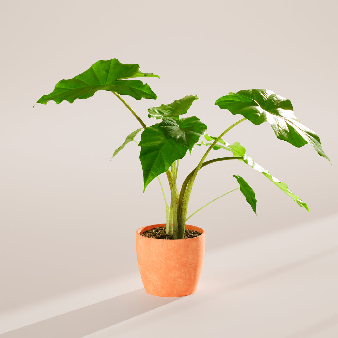 Alocasia Gagaena California